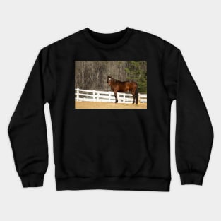 bay horse Crewneck Sweatshirt